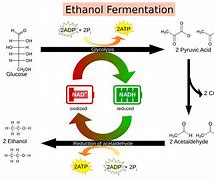 Image result for Yeast Cell Fermentation Alcohol