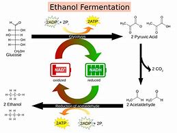 Image result for Enzyme Fermentation