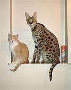 Image result for African Serval House Cat