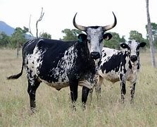 Image result for Nguni Cattle Skins