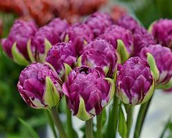 Image result for Blue Tulip Bulbs