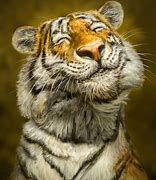 Image result for Smiley Tiger