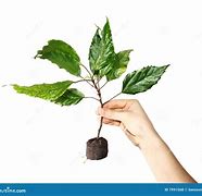 Image result for Peat Plant