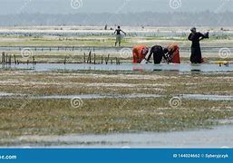 Image result for Seaweed Farming