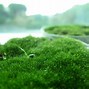 Image result for Moss Dish Garden