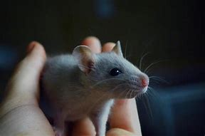 Image result for Russian Blue Lightning Blaze Variegated Rat