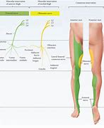 Image result for L5 Nerve Function