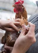 Image result for Chicken Diseases Symptoms