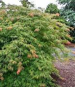 Image result for Ice Dragon Maple Tree