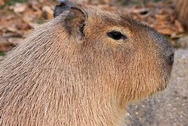 Image result for Peru Mammals