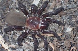 Image result for Malaysian Trapdoor Spider