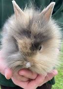 Image result for Rabbit