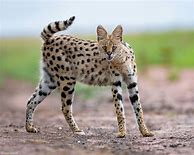 Image result for Serval Cat Africa