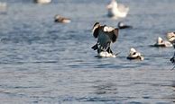 Image result for Ducks and Divers of Alaska