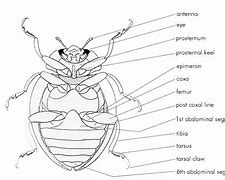 Image result for Thorax Girl Pox