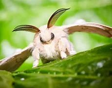 Image result for Australian Poodle Moth