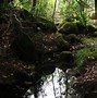 Image result for Moss Ireland