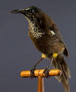 Image result for Kauai ʻŌʻō