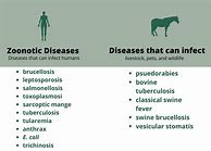 Image result for Diseases of Swine Book