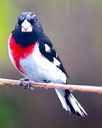 Image result for Red Willow Pie Bird