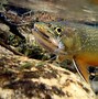 Image result for Trout Swimming