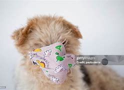 Image result for Dog Wearing a Mask