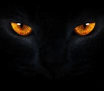 Image result for Cat Eyes Wallpaper