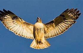 Image result for Ring-tailed Hawk