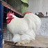 Image result for Fancy Chicken Breeds