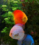 Image result for Aquarium of Boise