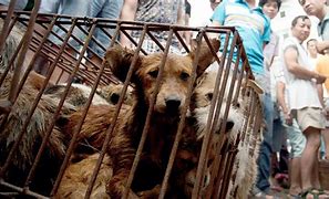 Image result for Dog Meat Market in China