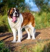 Image result for Giant St. Bernard Dogs