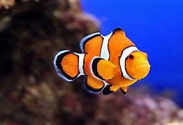 Image result for Clownfish Eyes