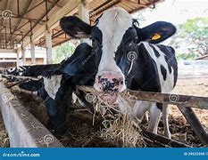 Image result for Feeding Cows Hay