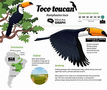 Image result for Toucan Species Chart