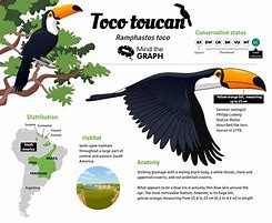 Image result for Toucan Chart