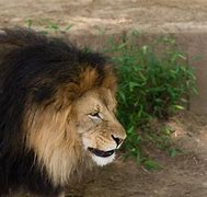 Image result for Male Lion with Cub Zoo