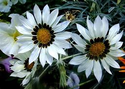 Image result for African Daisy Sprouts