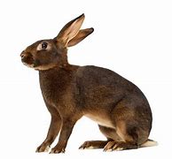 Image result for Belgian Hare Rabbit