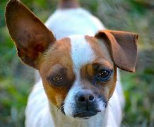 Image result for Cute Dog Ears