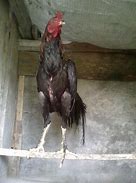 Image result for Ayam Jago Zoom