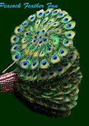 Image result for Peacock Feather Fan