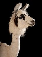 Image result for Orange Llama