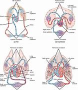 Image result for Vertebrate Circulatory System