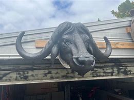 Image result for Buffalo Animal Head