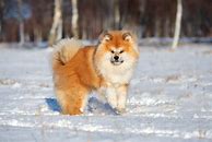 Image result for Long Hair Akita