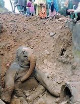 Image result for Elephant Quicksand Book