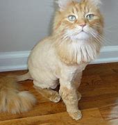 Image result for Cat Lion Haircut