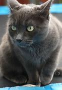 Image result for Russian Blue Fancy Rat