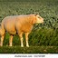 Image result for Swine Side View Pic